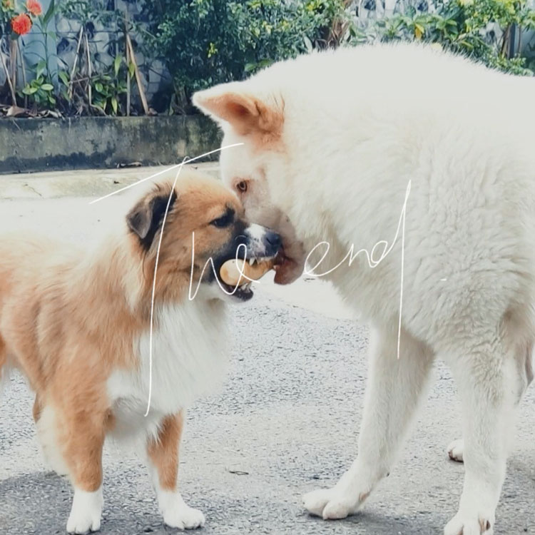 Juguetes para limpiar los dientes de perros