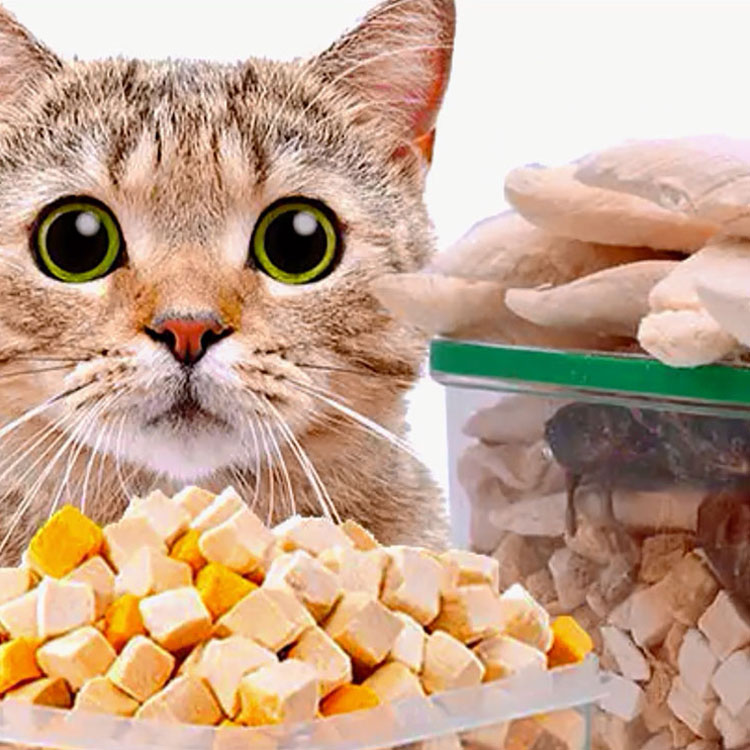 Comida para gatos personalizada OEM/ODM